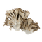 Maitake