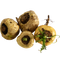 Maca